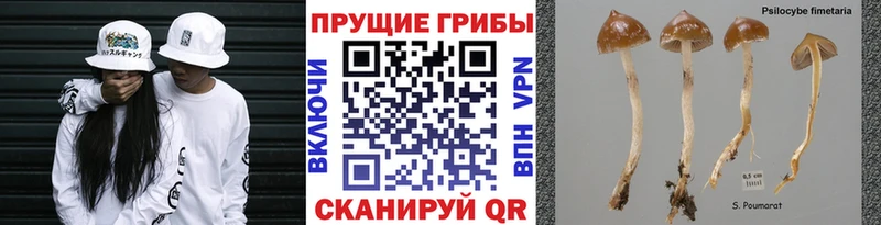 Псилоцибиновые грибы Magic Shrooms  Тейково 